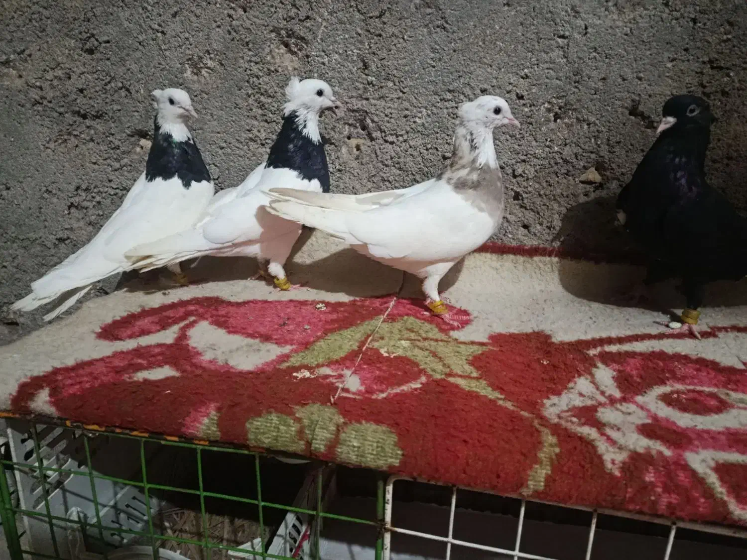 کفتر طوقی|پرنده|اهواز, اسلام آباد شرقی|دیوار