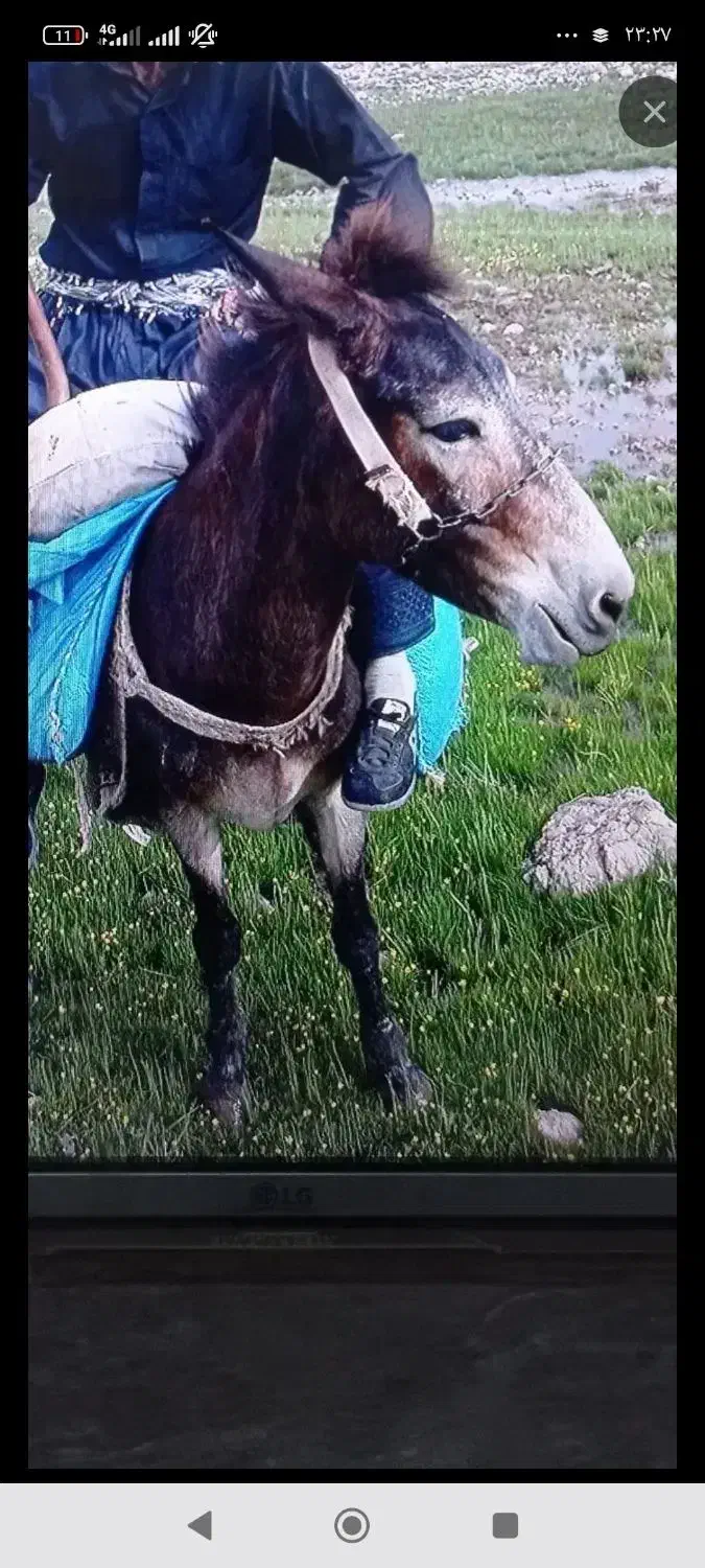 سلاخدمت دوستای گل این قاطردر.دورود.دزدیده شده است|حیوانات|رودشت (چهارمحال و بختیاری), |دیوار
