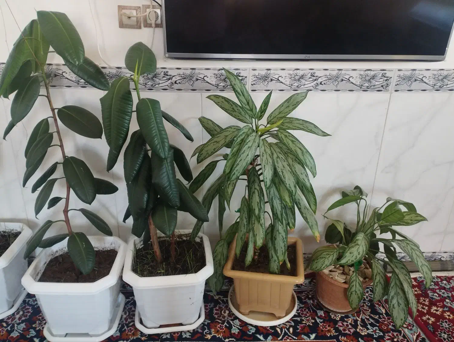 فروش 4 تا گل|گل و گیاه طبیعی|جوانرود, |دیوار