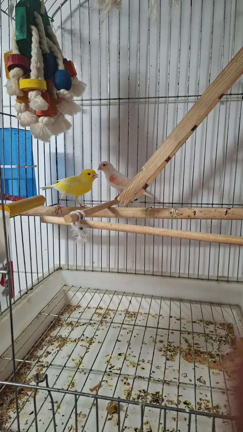 یک جفت قناری نر و ماده جوان  با تضمین سلامت|پرنده|بجنورد, |دیوار