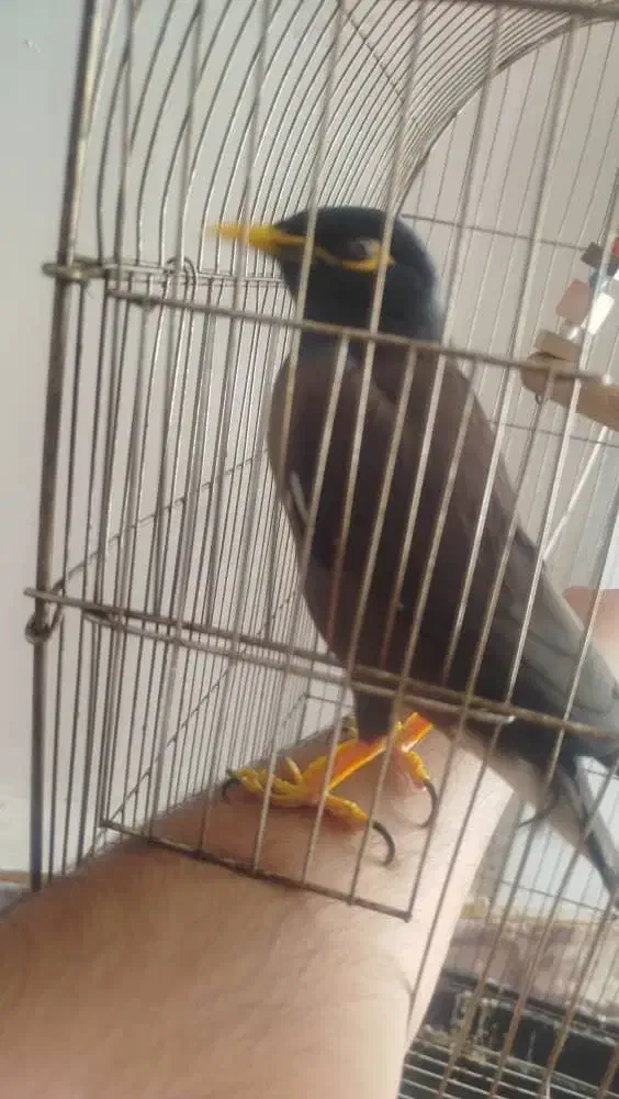 مینا|پرنده|حمیدیه, |دیوار