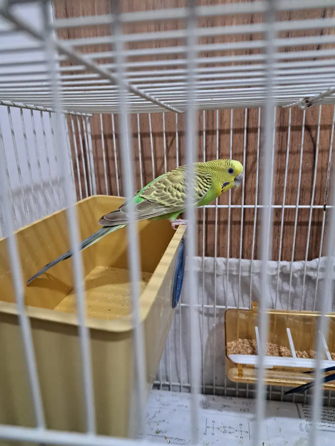 مرغ عشق|پرنده|گلبهار, شهر جدید گلبهار|دیوار