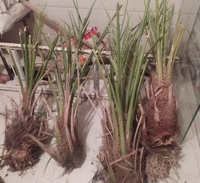 نخل خرما|گل و گیاه طبیعی|اندیمشک, |دیوار