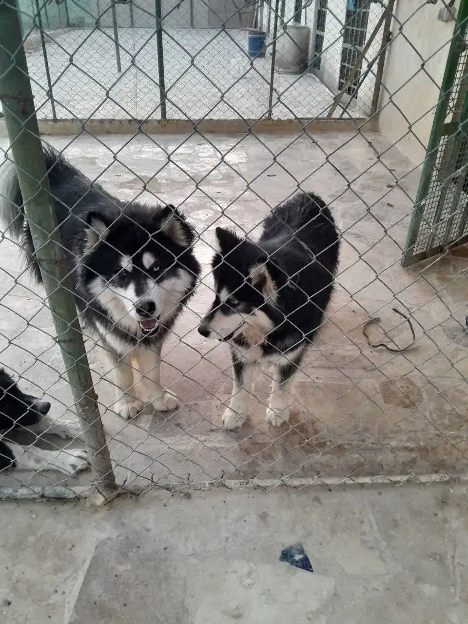 سگ هاسکی|سگ|خمینیشهر, |دیوار