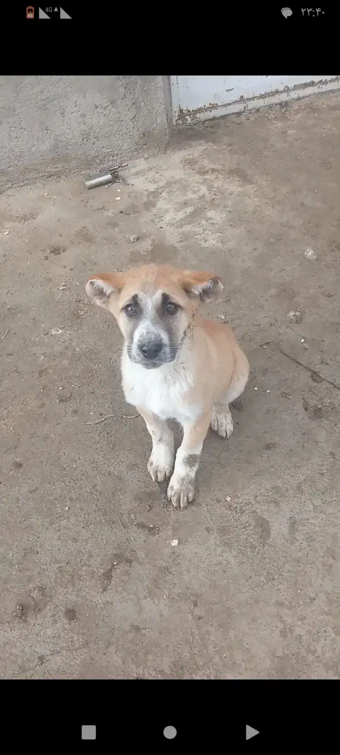 توله زدیده شده|حیوانات|شاهین دژ, |دیوار