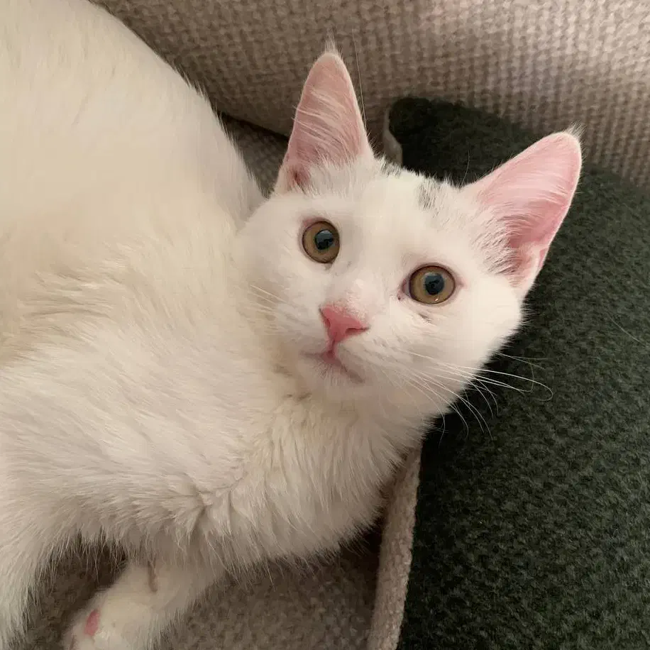 واگذاری میکس پرشین DSH|گربه|نیشابور, هفده شهریور|دیوار