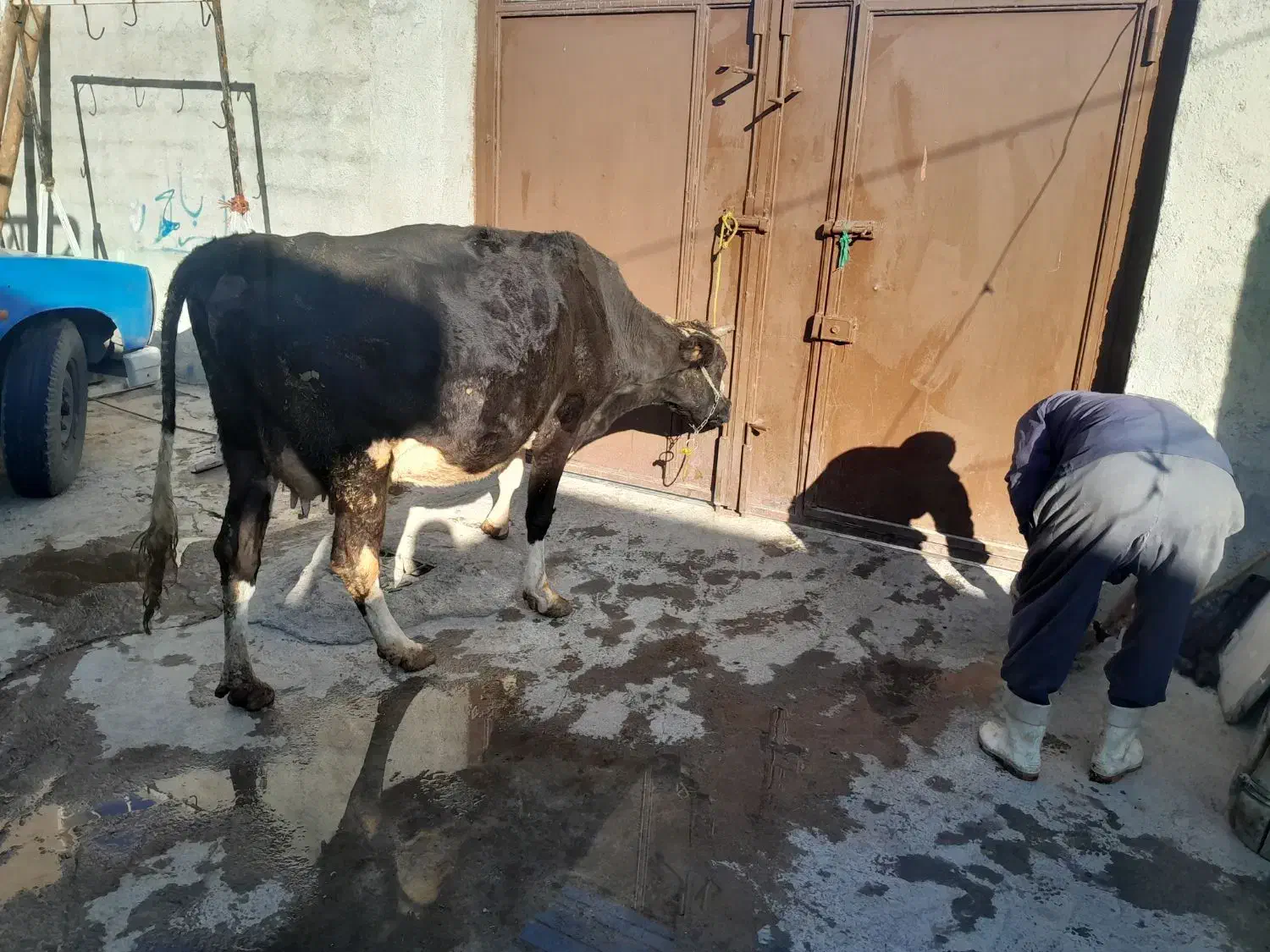 گاو|حیوانات مزرعه|بیستون, |دیوار