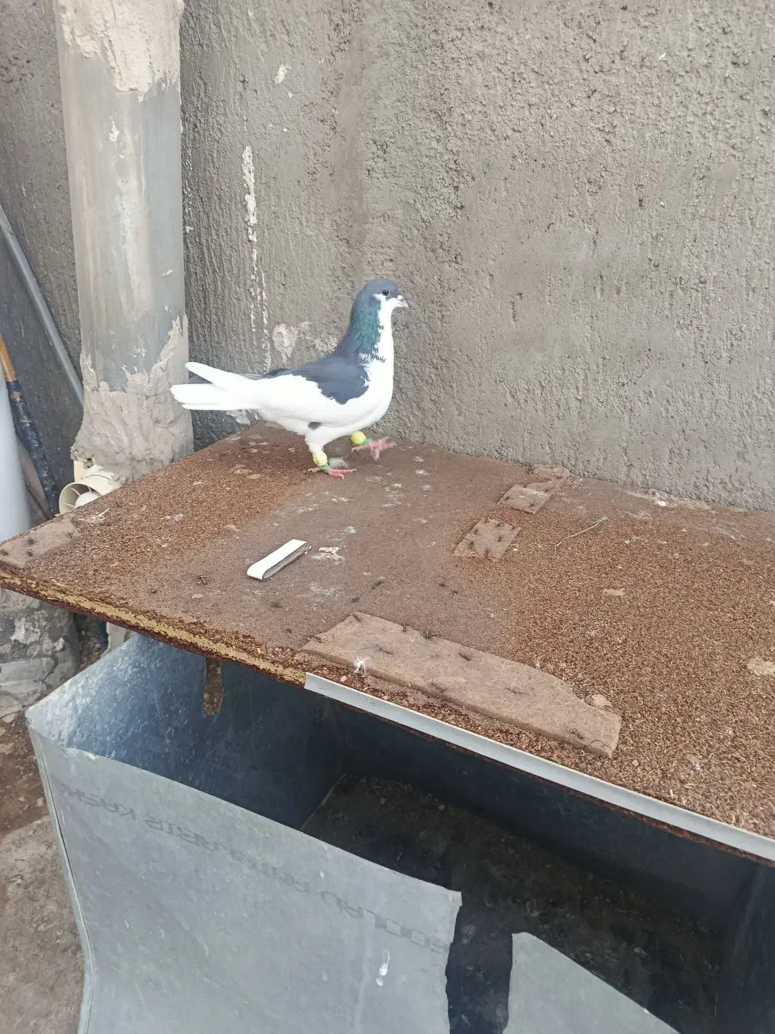 کبوتر|حیوانات|اسفرورین, |دیوار