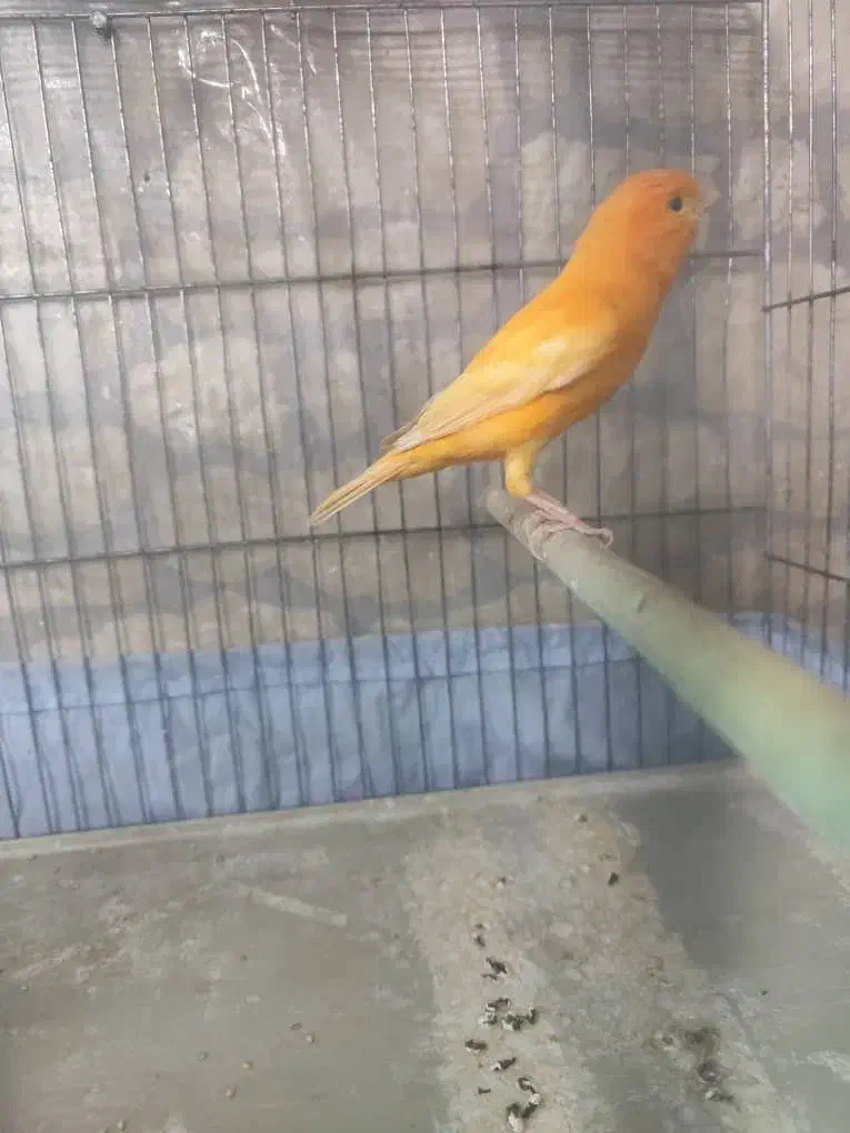 قناری|پرنده|تهران, مینابی|دیوار