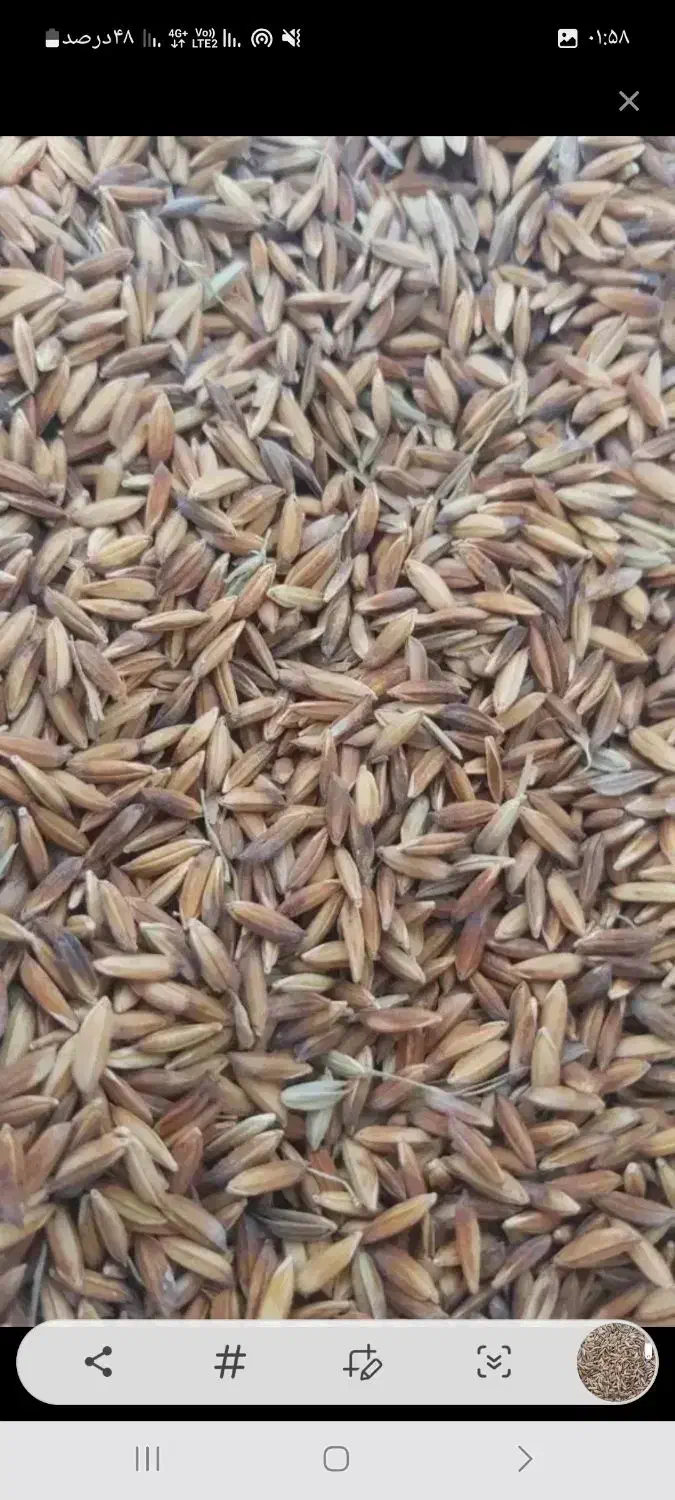 چلتوک خشک شده|خوردنی و آشامیدنی|کرخه, |دیوار