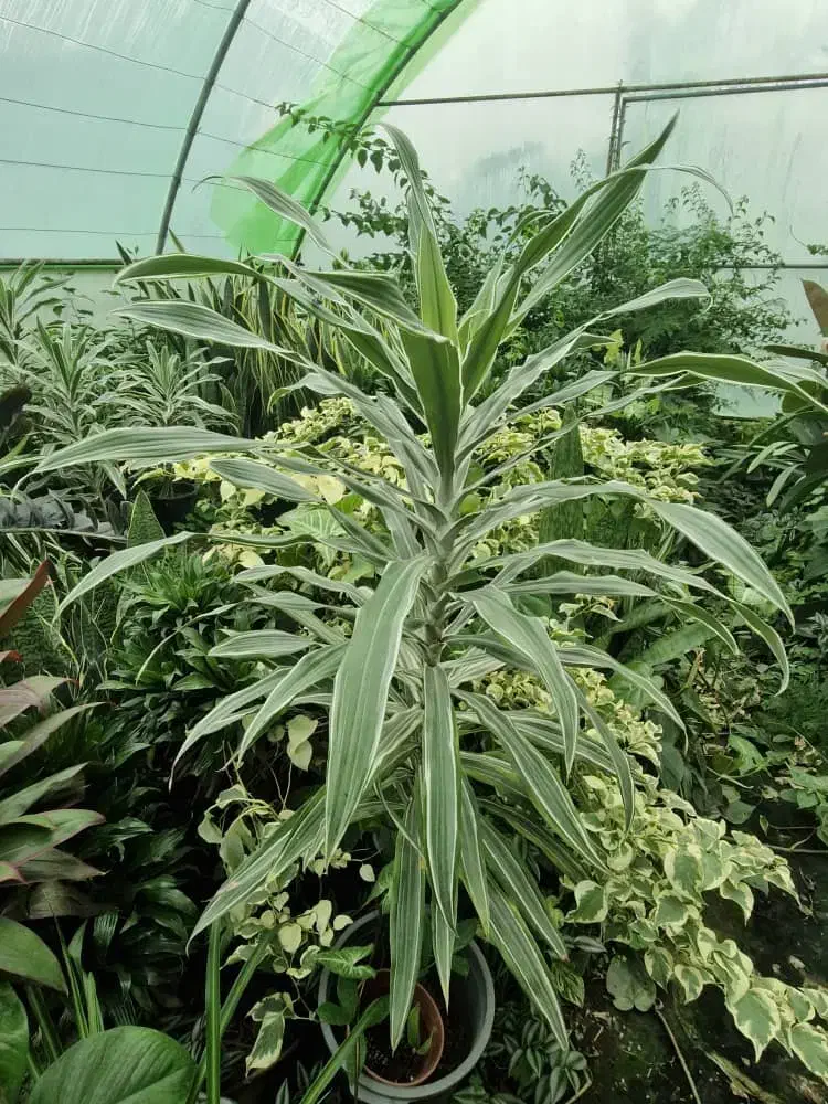 یک قطعه زمین مسکونی|فروش زمین و ملک کلنگی|لاهیجان, امیرشهید|دیوار