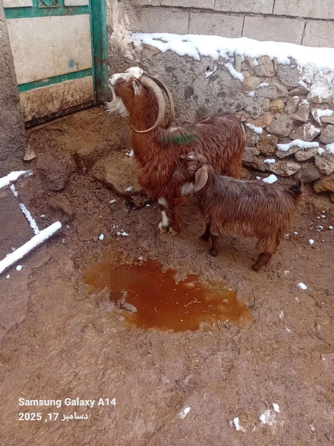 ۱عدد بزجوان  ننه بالا  برای نگه داشتن|حیوانات مزرعه|اردبیل, |دیوار