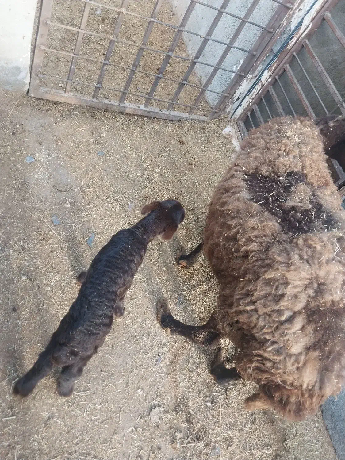 میش با بره|حیوانات مزرعه|رباطکریم, رباطکریم|دیوار