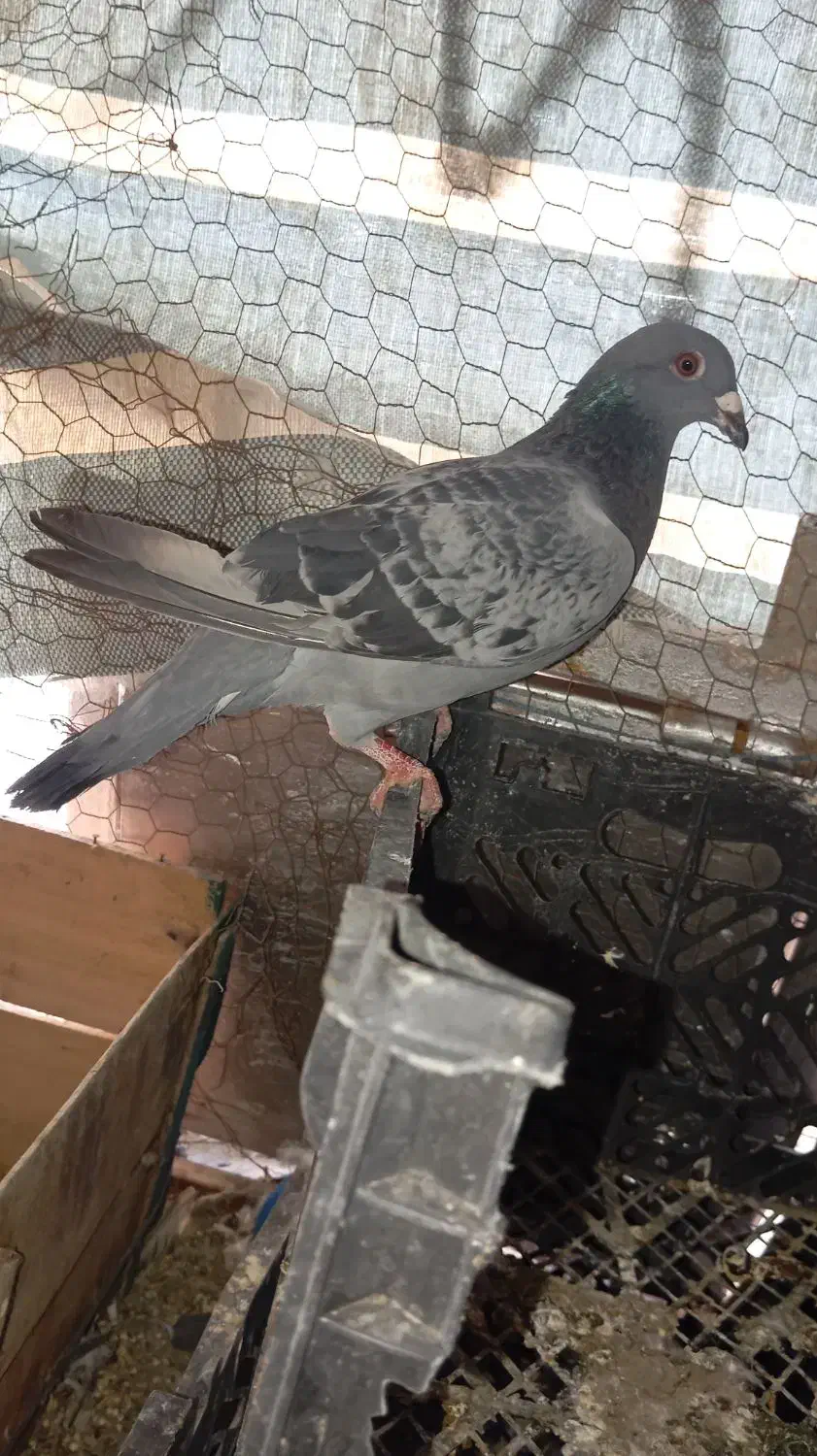 کبوتر سنگی|پرنده|سراوان, |دیوار