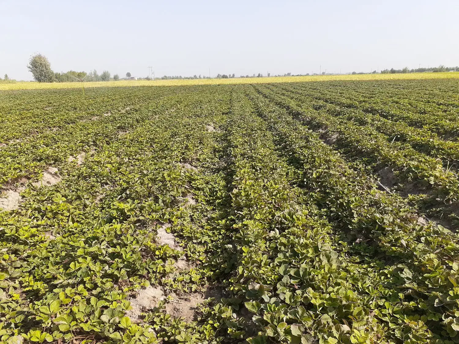 نهال توت فرنگی سابرینا|خدمات باغبانی و درختکاری|علی‌آباد کتول, |دیوار