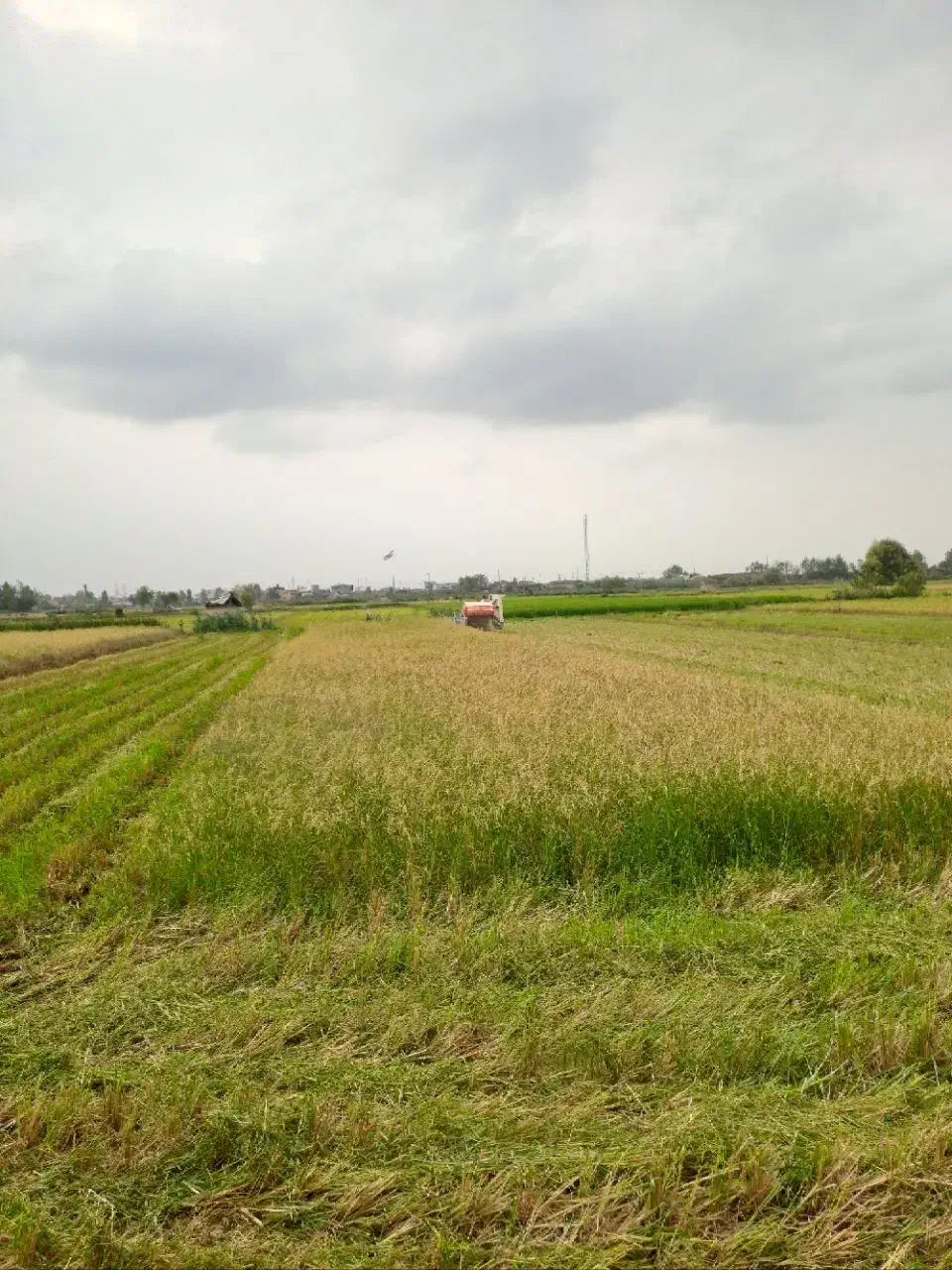 برنج طارم هاشمی کشت دوم|خوردنی و آشامیدنی|قائمشهر, |دیوار