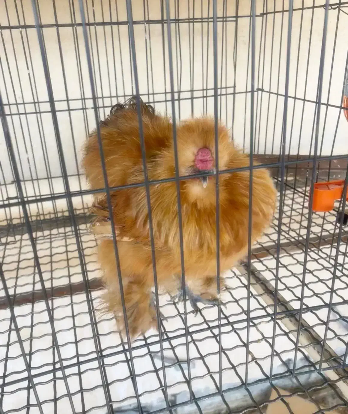 مرغ خروس جوجه ابریشمی کوپال بوف|حیوانات مزرعه|ورامین, شهرک فاطمیه|دیوار