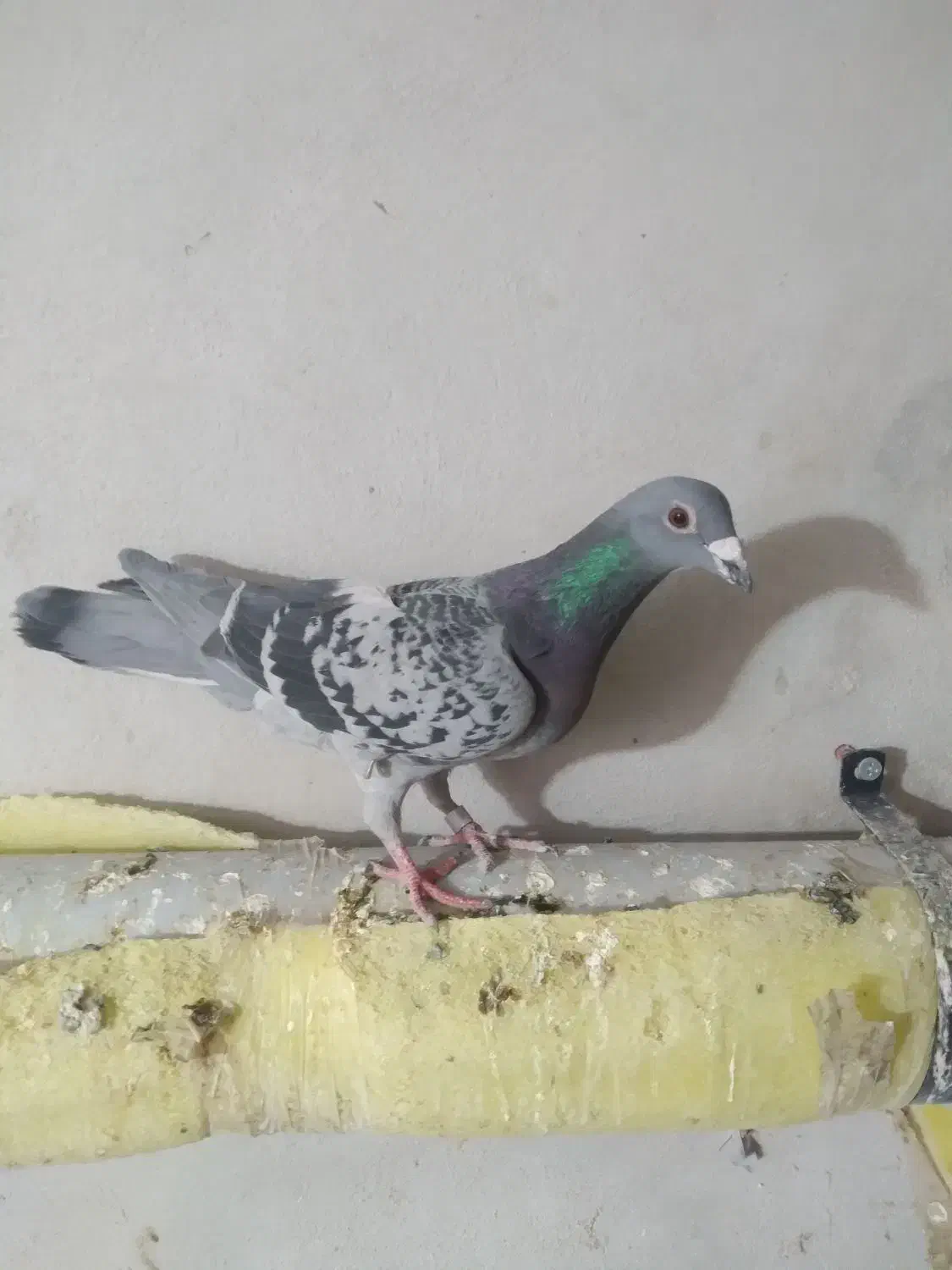 کبوتر آلمان|پرنده|نیشابور, بنیاد شهید|دیوار