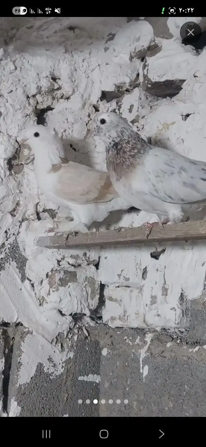 کفتر کبوتر  معاوضه|پرنده|صباشهر, |دیوار