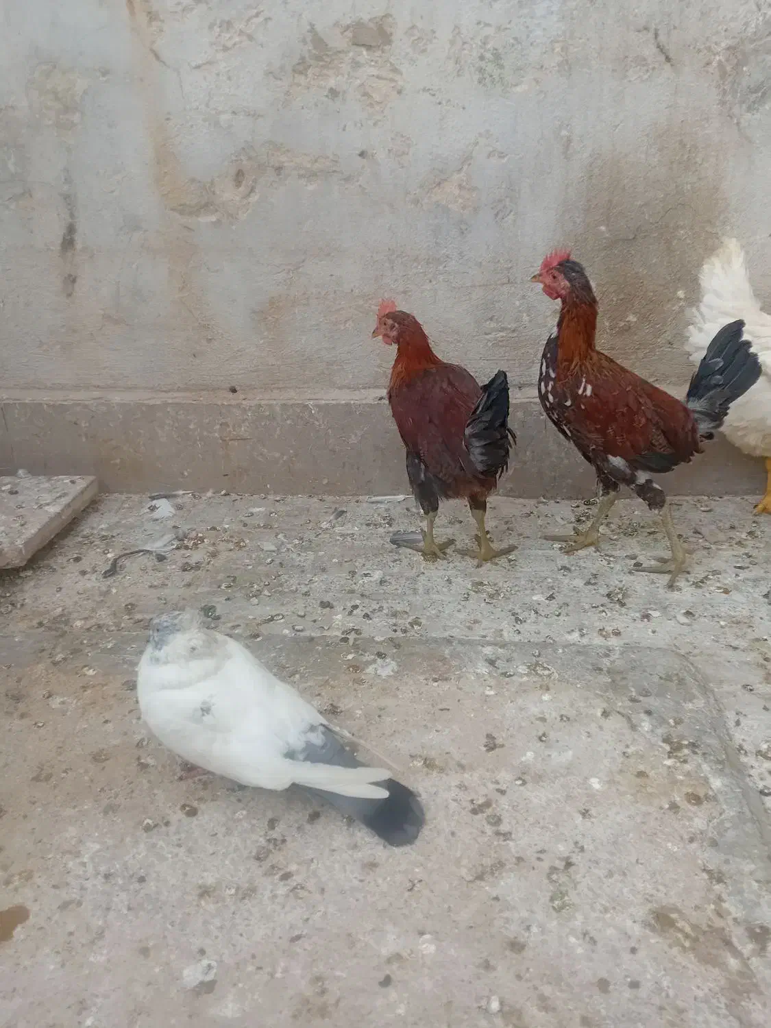 جوجه خروس محلی|حیوانات مزرعه|شیراز, کوشک میدان|دیوار