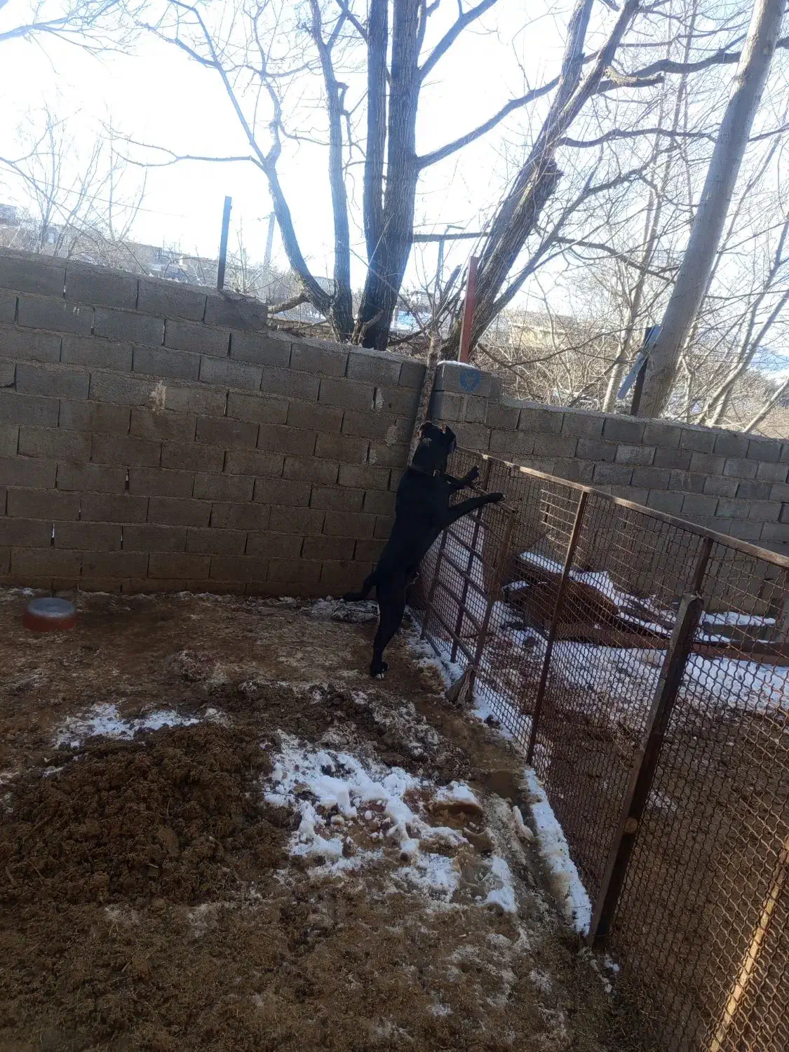 دو قلاده دهن پاک|سگ|کالپوش, |دیوار