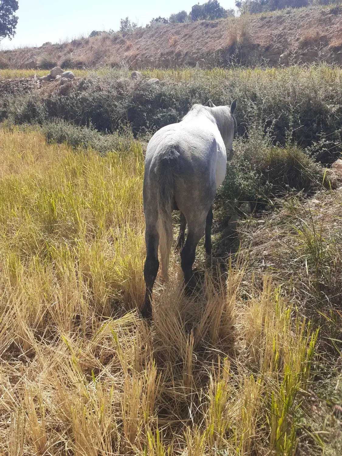 اسب فروشی|اسب و تجهیزات اسب‌سواری|یاسوج, |دیوار