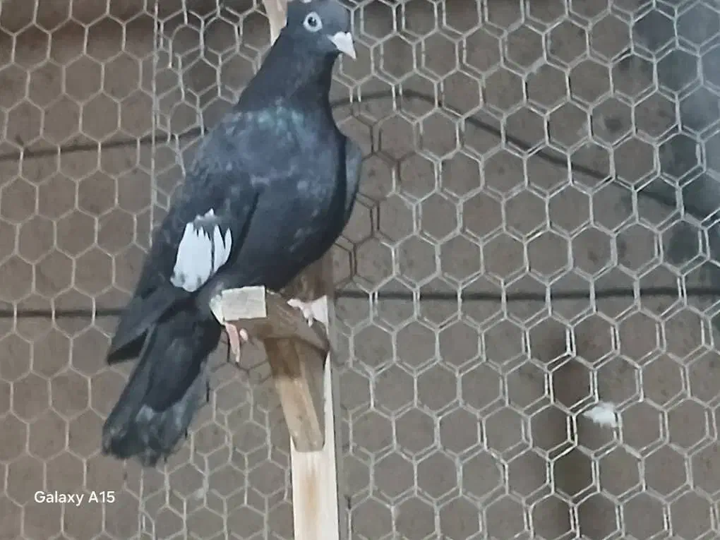 سرک|پرنده|شیراز, سیاه سنگ|دیوار