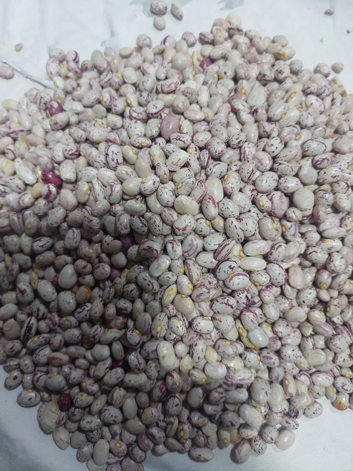 لوبیا چیتی گرد کوشا|خوردنی و آشامیدنی|زنده رود, |دیوار