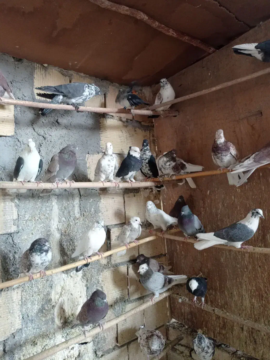 کبوتر پرشی همه خالی|پرنده|قم, سرحوض|دیوار