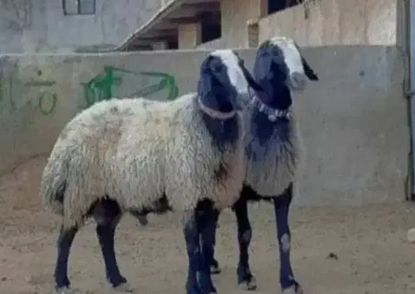 2راس نر 75کیلو|حیوانات مزرعه|گرمدره, |دیوار