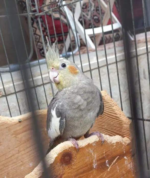 فروش ۴ عدد عروس هلندی نر بالغ|پرنده|بندر انزلی, تهران|دیوار