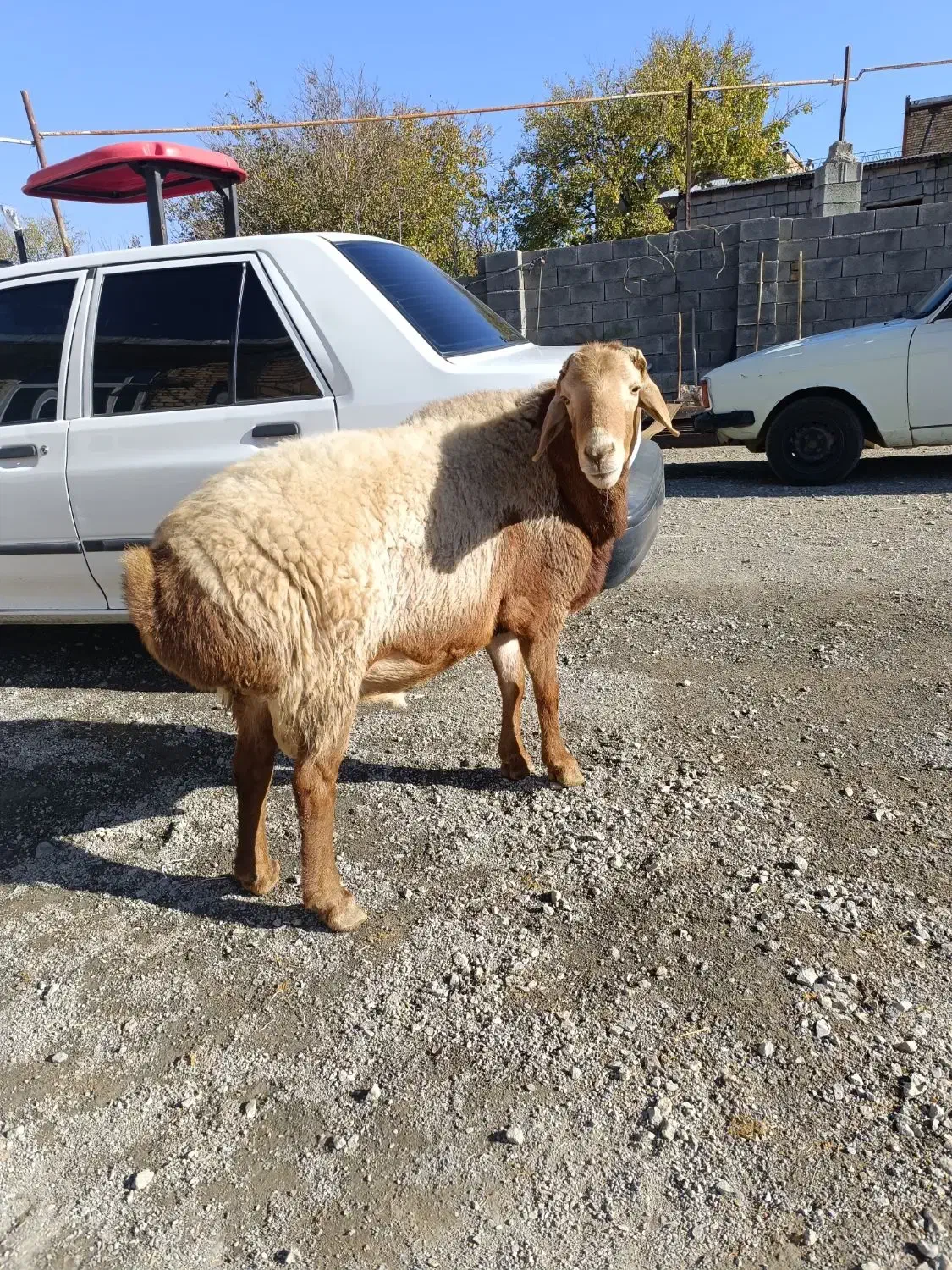 قوچ.گوسفند|حیوانات مزرعه|بیلوار, |دیوار