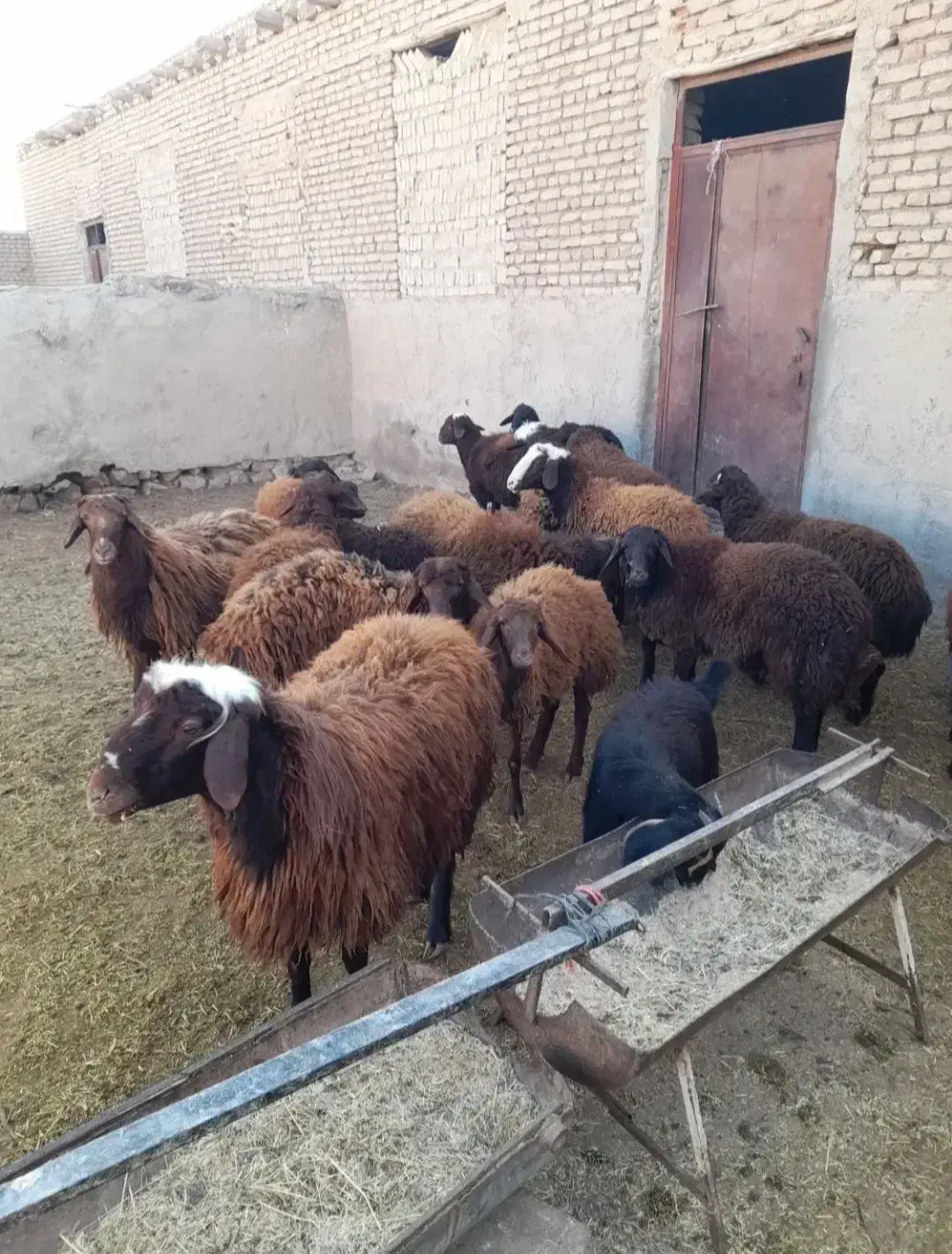 گوسفند زنده همراه با قصاب|حیوانات مزرعه|پاکدشت, پاکدشت (مامازند)|دیوار