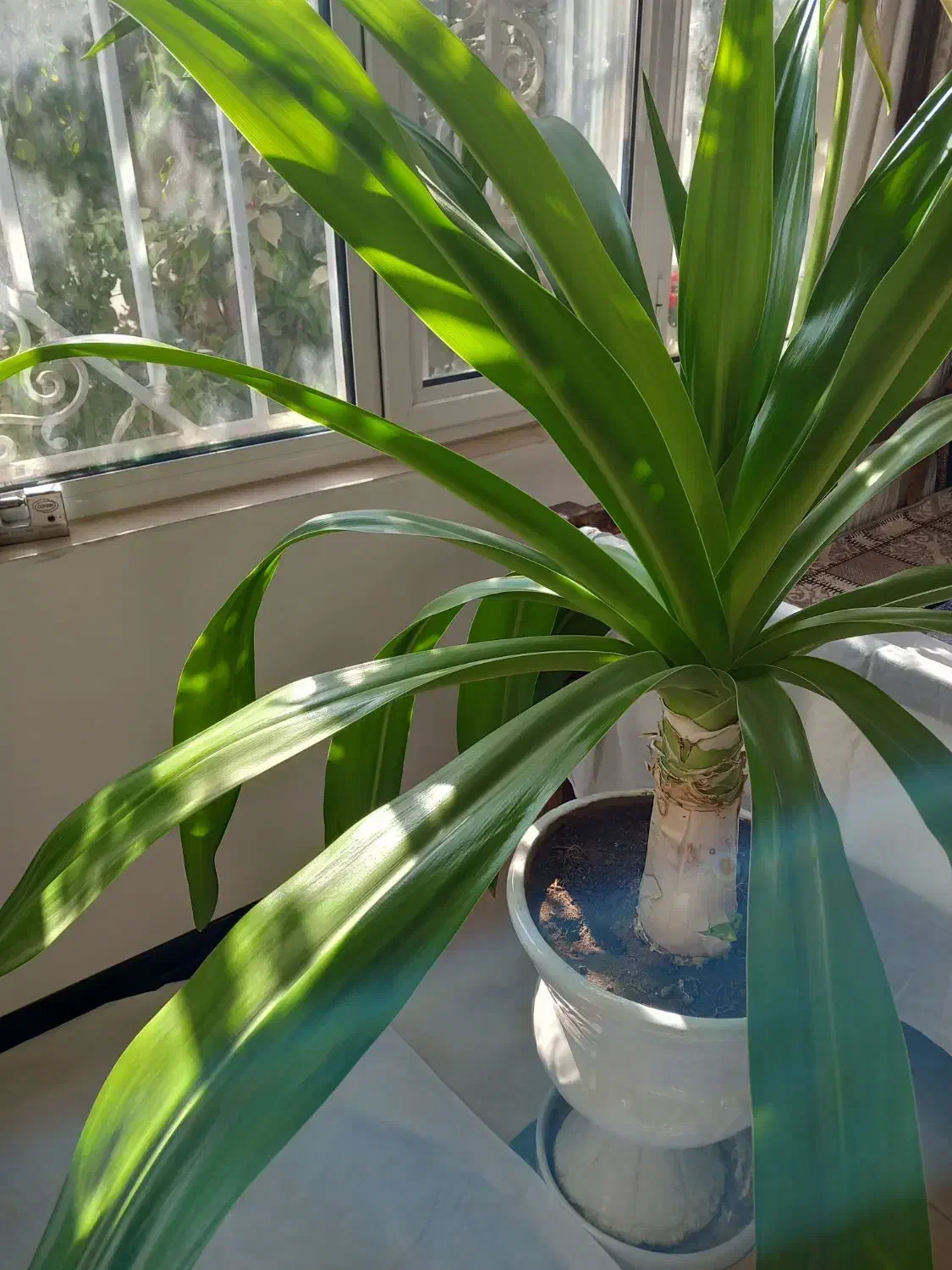 گل سوسن|گل و گیاه طبیعی|یزد, |دیوار