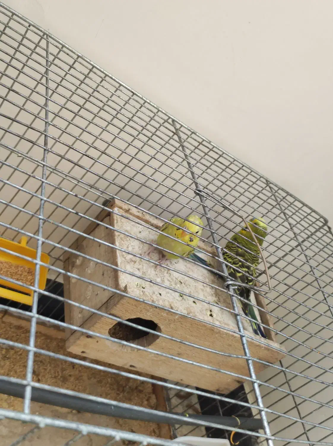 مرغ عشق گمشده|حیوانات|لادیز, |دیوار