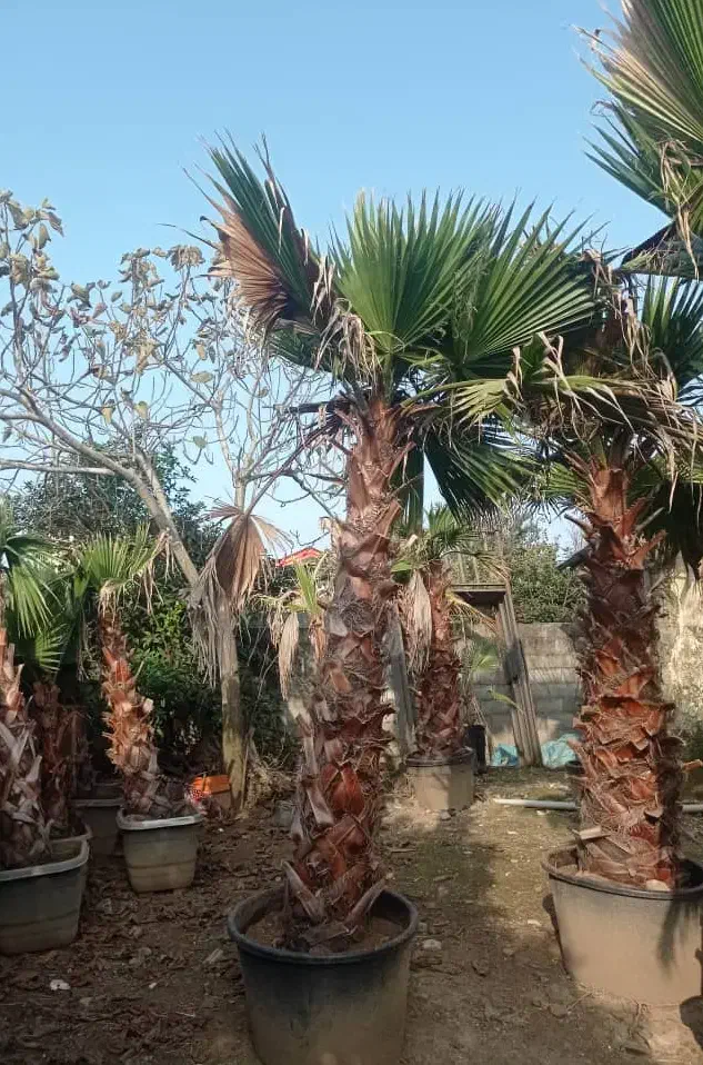 پالم واشنگتن|گل و گیاه طبیعی|شیراز, وصال|دیوار