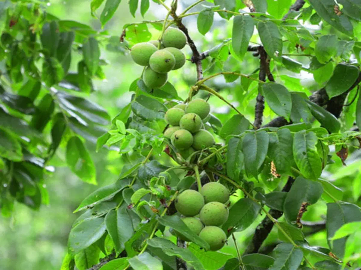 نهالستان صنوبر و نهال گردو و بادام و میوه درجه یک|خدمات باغبانی و درختکاری|اراک, |دیوار