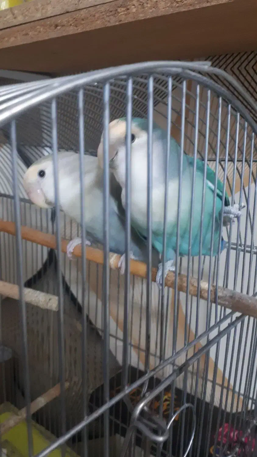 برزیلی با قفس|پرنده|ملارد, |دیوار