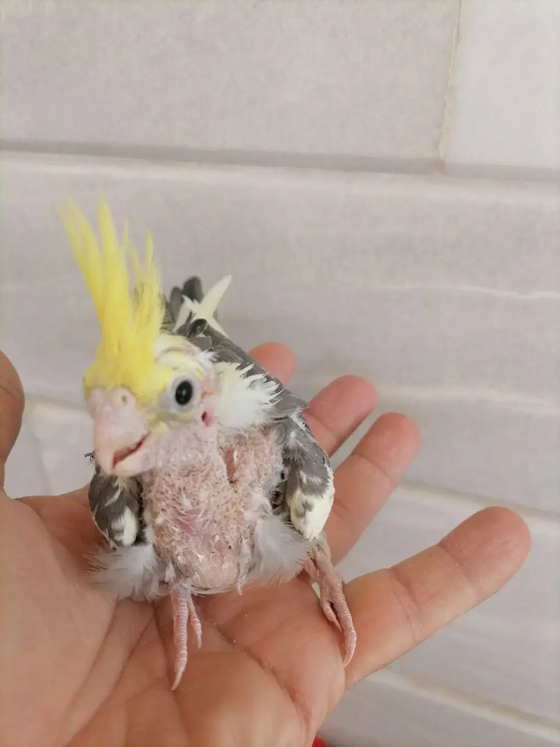 جوجه کوتوله، جوجه عروس|پرنده|اردکان, |دیوار