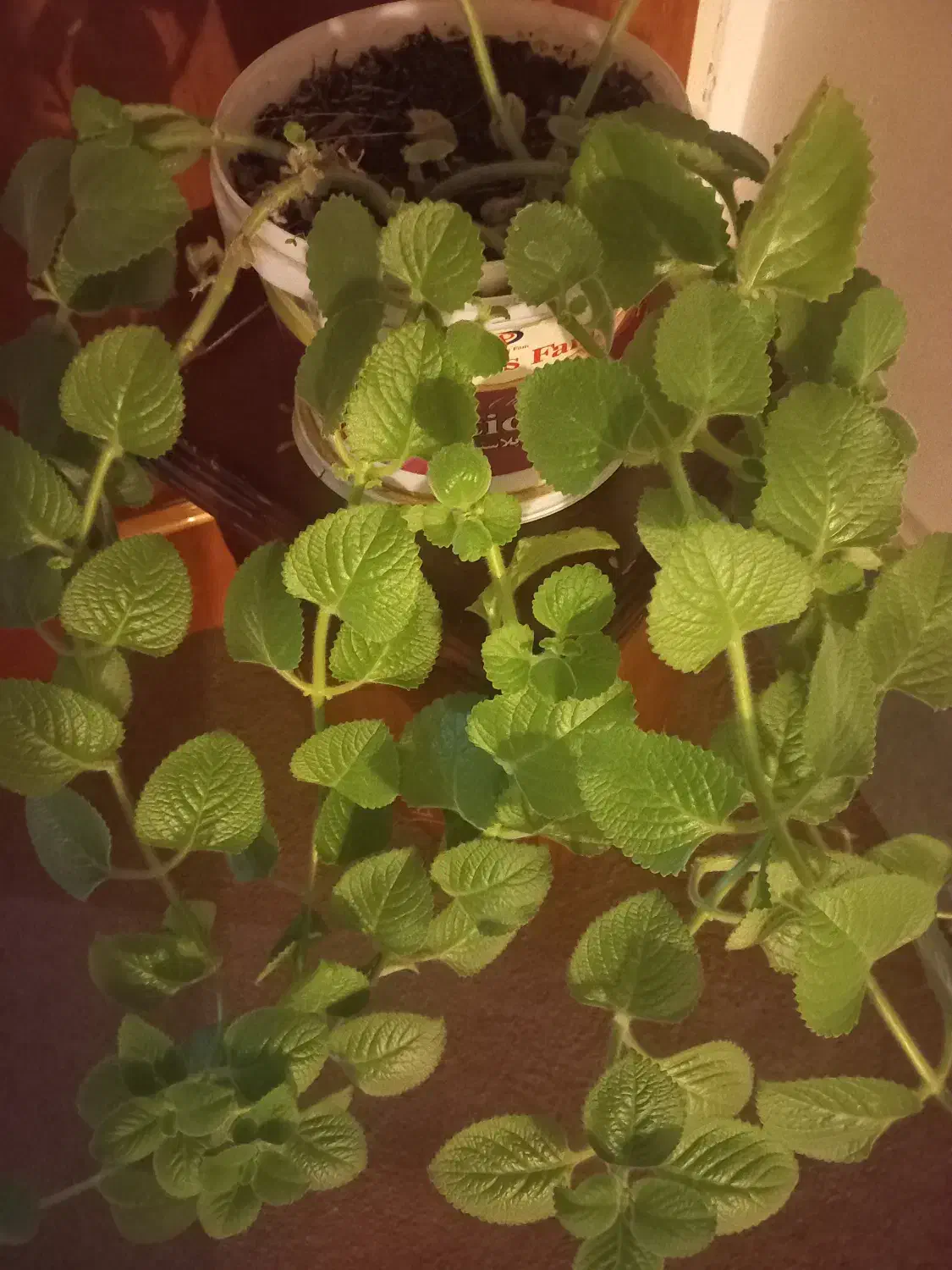 ختمی زینتی بودار|گل و گیاه طبیعی|اهر, |دیوار