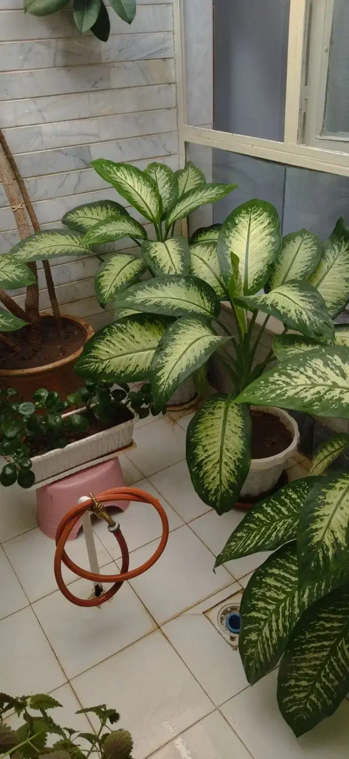 گل دیفین باخی بسیار زیبا بارشد خوب وعالی|گل و گیاه طبیعی|سنقر, |دیوار