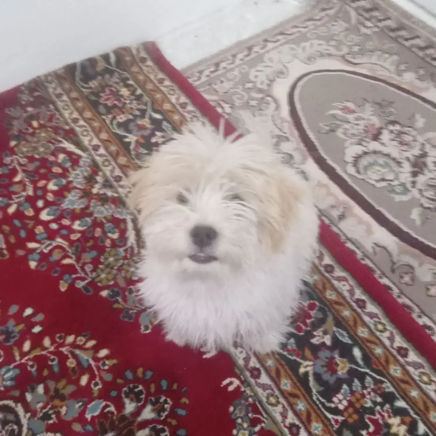 شیتزو تریر|سگ|تهران, زنجان جنوبی|دیوار