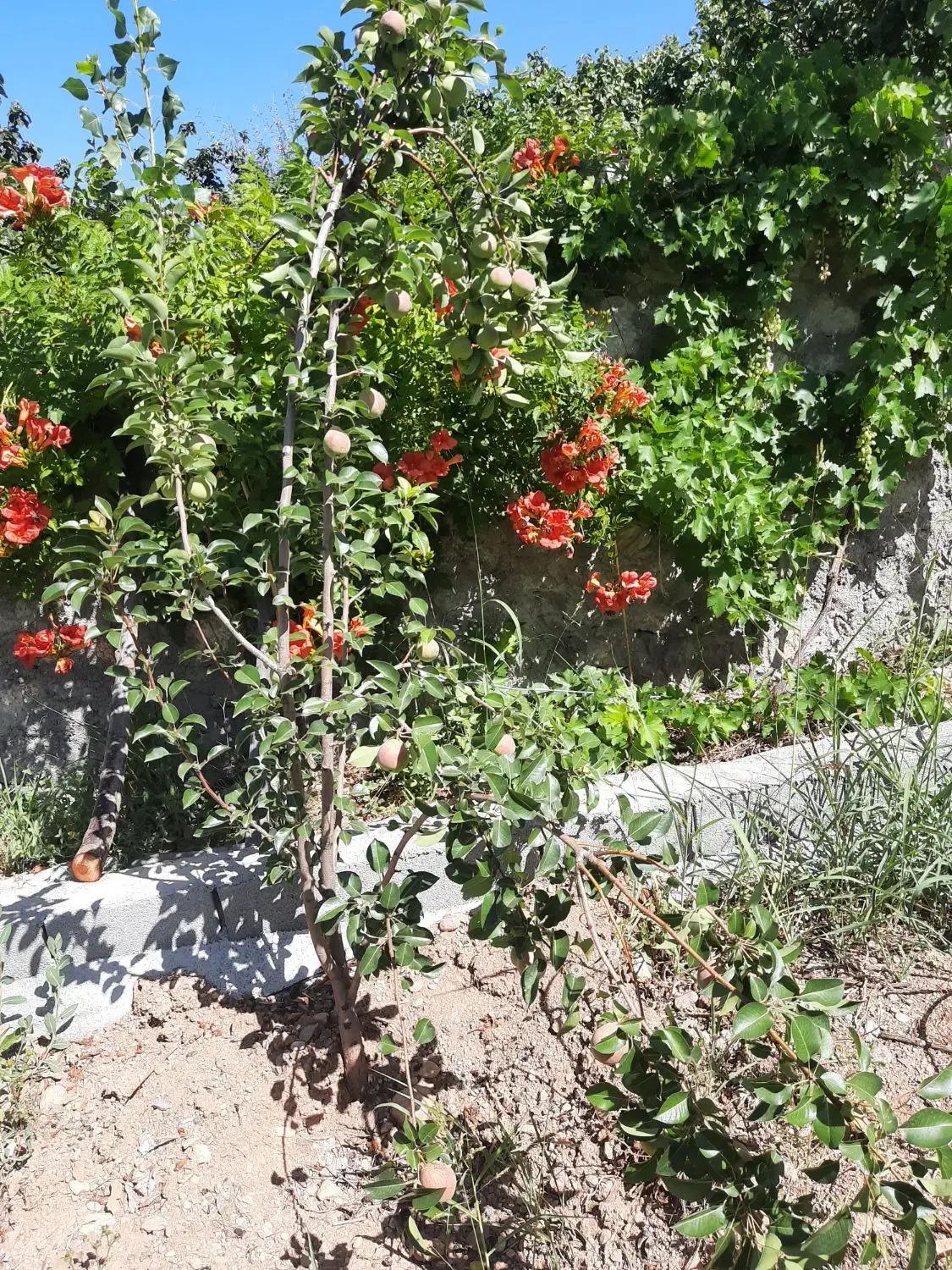 پیدا شده|حیوانات|شیراز, فرگاز|دیوار