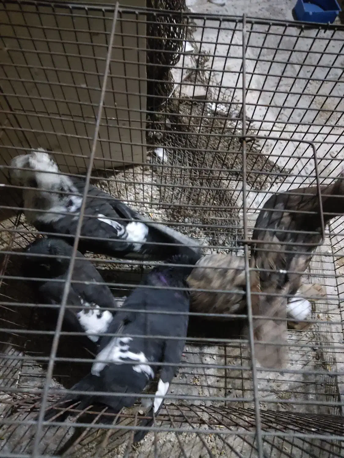 کبوتر سیاه بوشهری سینه باشه ای|پرنده|بوشهر, |دیوار