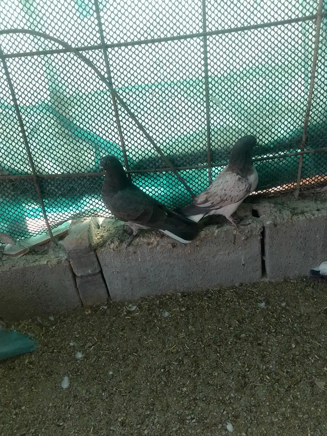 جفت جوجه گرگی|پرنده|ایرانشهر, |دیوار