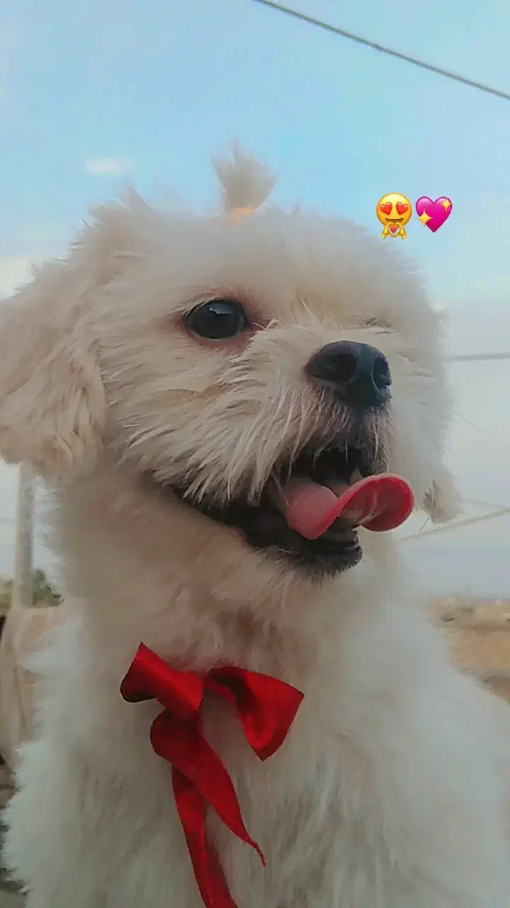 سگ شیتزو|سگ|بردسکن, |دیوار