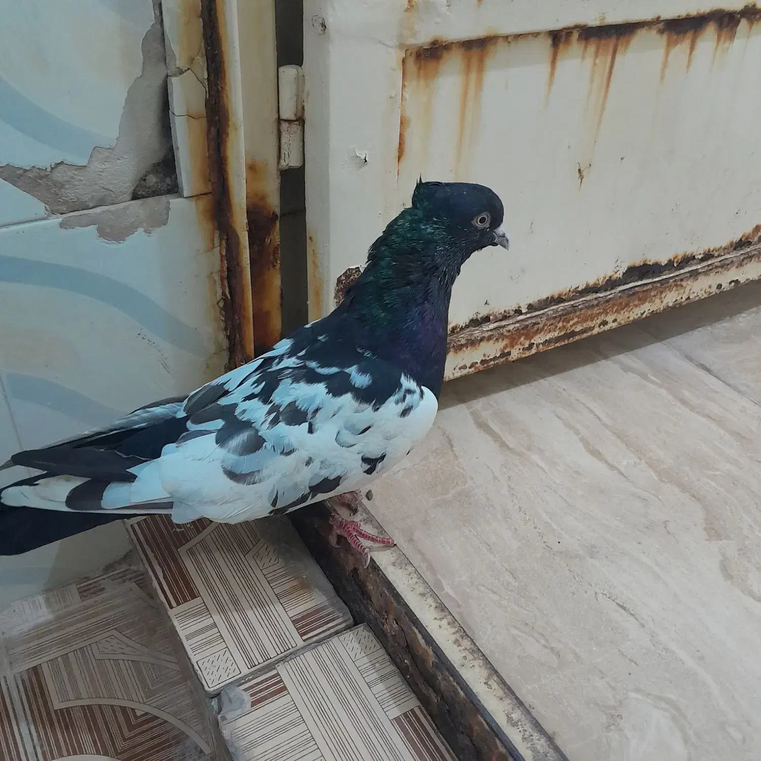خرمشهر|پرنده|خرمشهر, |دیوار
