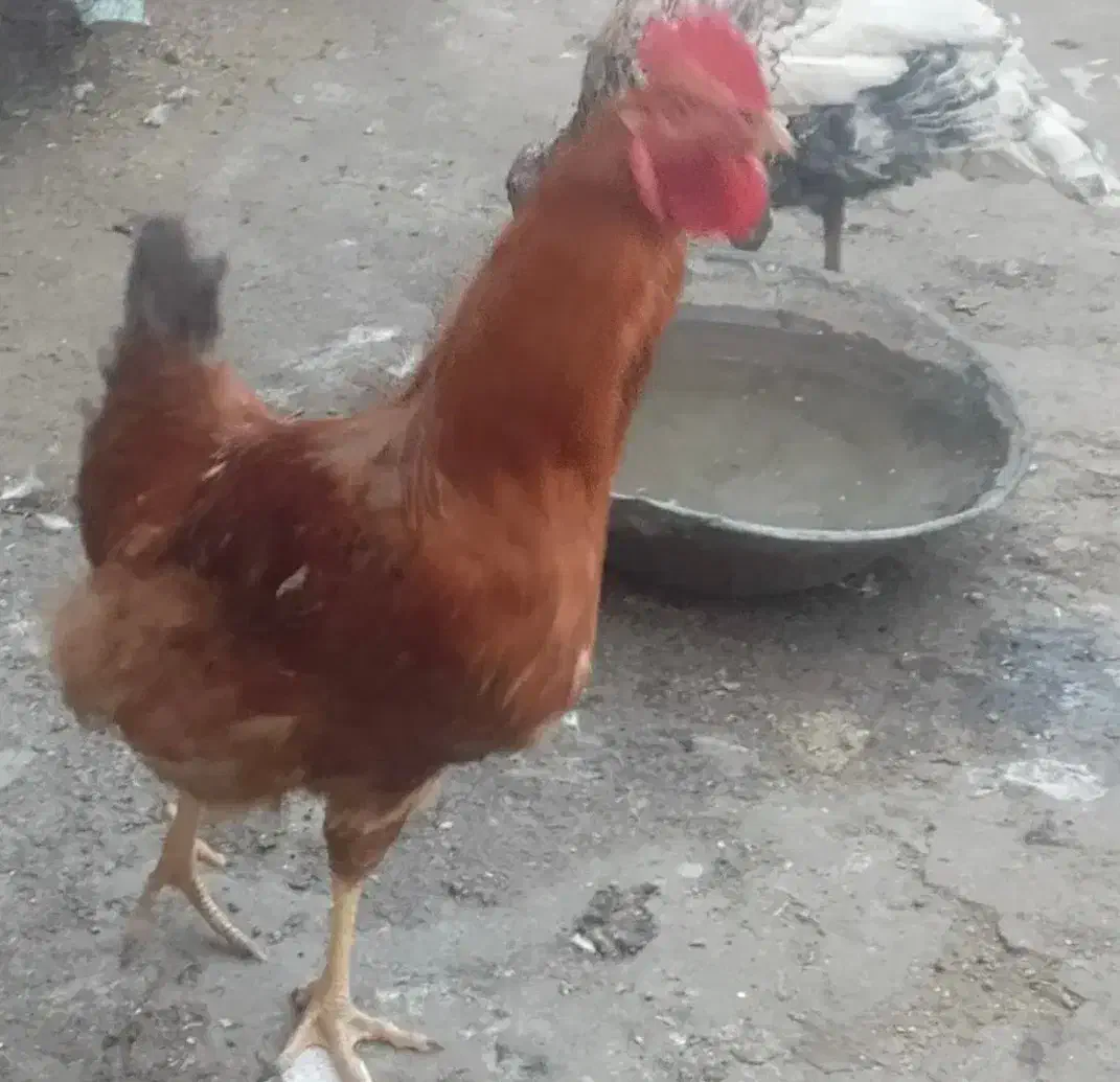 خروس|حیوانات مزرعه|فاروج, |دیوار