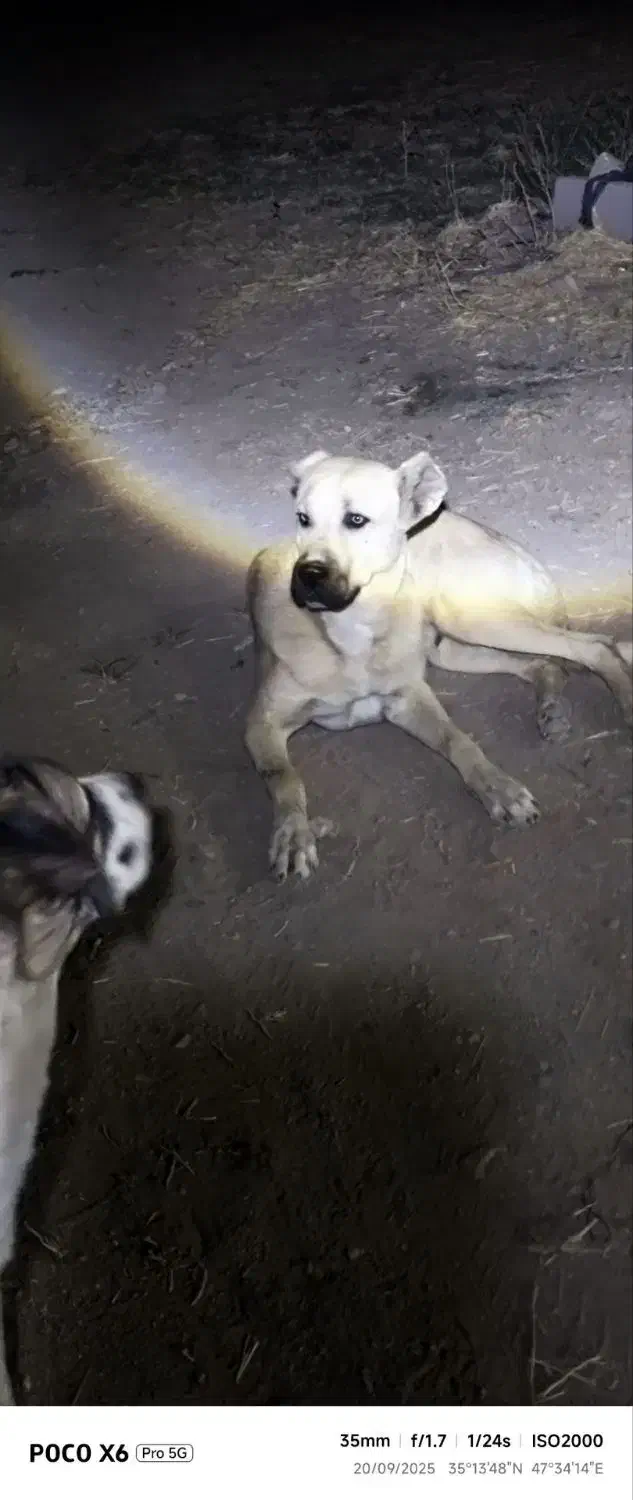 سگ دزدیده شده|حیوانات|قروه, |دیوار