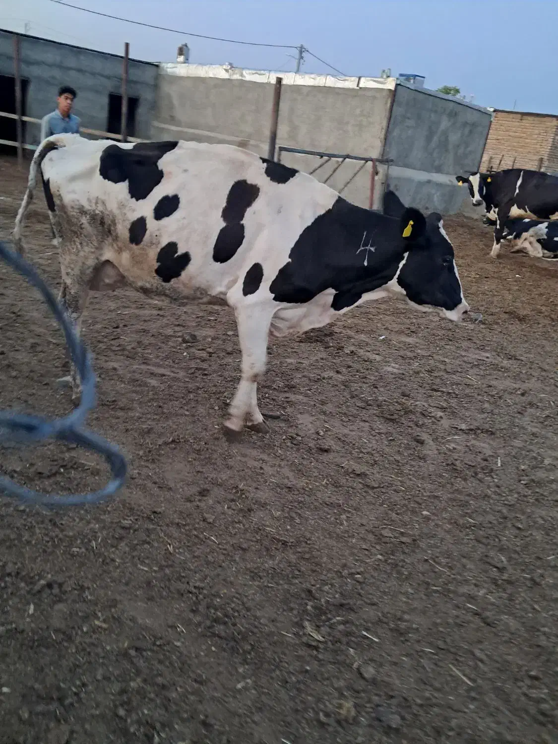 کودگاوی|عمدهفروشی|رضویه, |دیوار